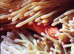 What you lookin at? 
Even though there are heaps of pics... by Steven Gibney 
